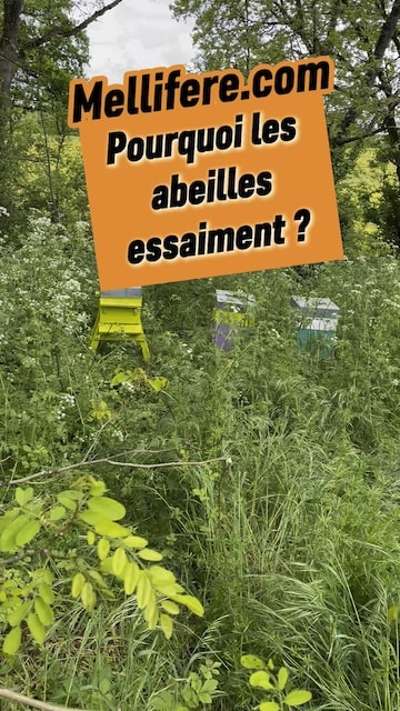 Pourquoi les abeilles essaiment ?