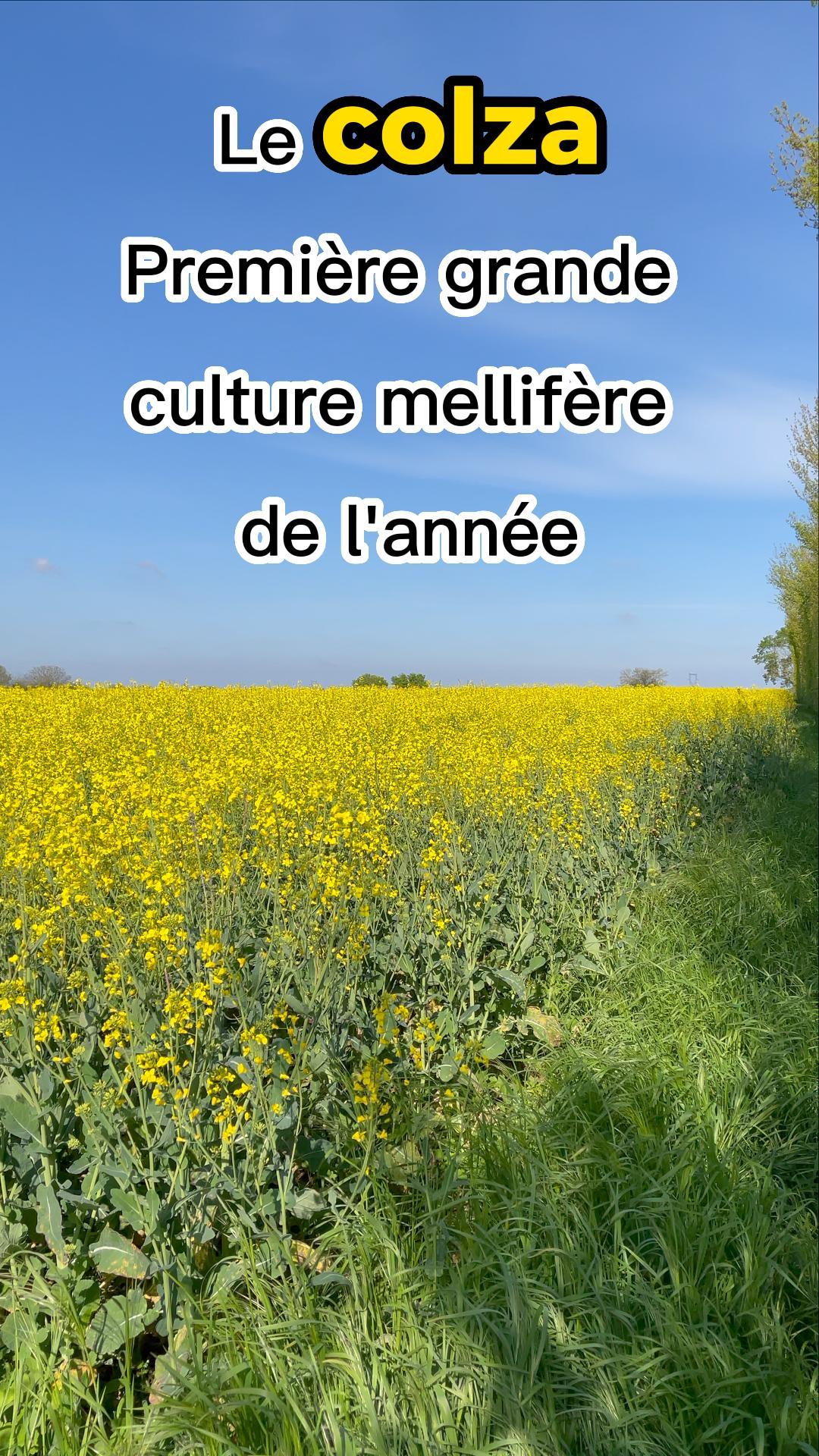 Le colza, grande culture mellifère indispensable du printemps