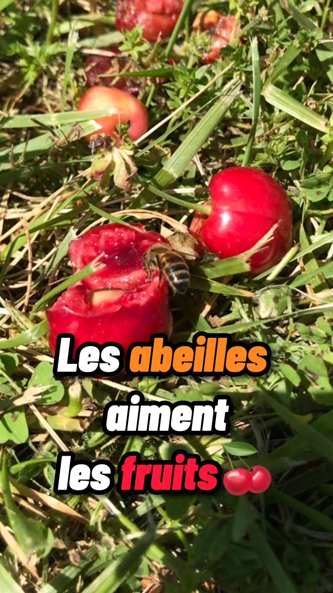 Les abeilles aiment les fruits