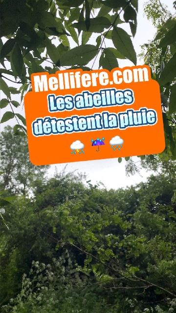 Les abeilles n'aiment pas la pluie