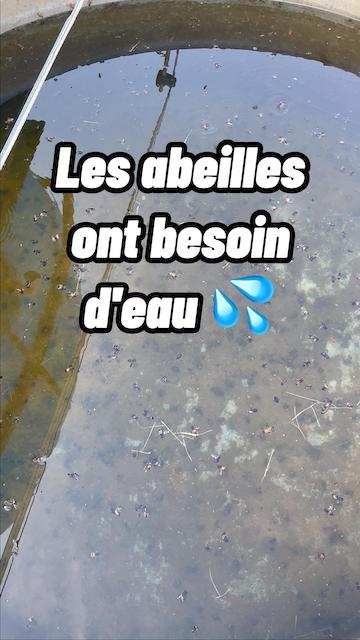 Les abeilles ont besoin d'eau