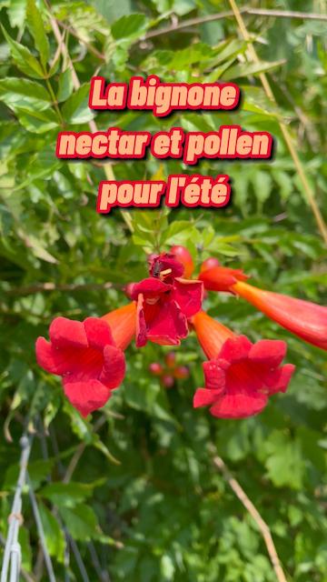 La vidéo La bignone, des fleurs mellifères pour l'été de Mellifere.com