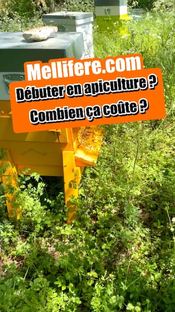 Quel budget pour débuter l'apiculture de loisir