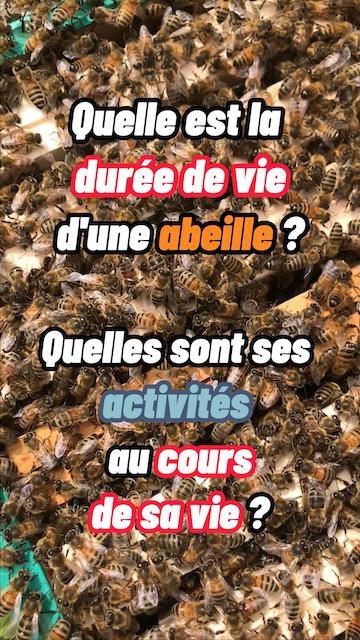 Quelle est la durée de vie d'une abeille ? Quelles sont ses activités au cours de sa vie ?