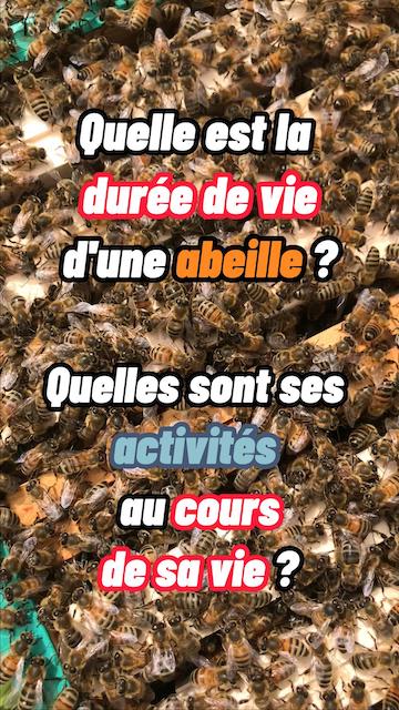 La vidéo Quelle est la durée de vie d'une abeille ? Quelles sont ses activités au cours de sa vie ? de Mellifere.com