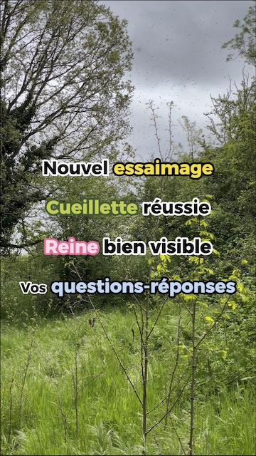 La vidéo Cueillette d'essaim, vos questions-réponses et la reine en direct de Mellifere.com