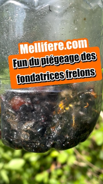 Début mai, j'arrête le piégeage des fondatrices de frelons asiatiques