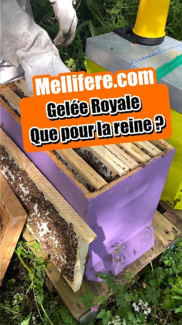 Qui a besoin de gelée royale dans la ruche ?