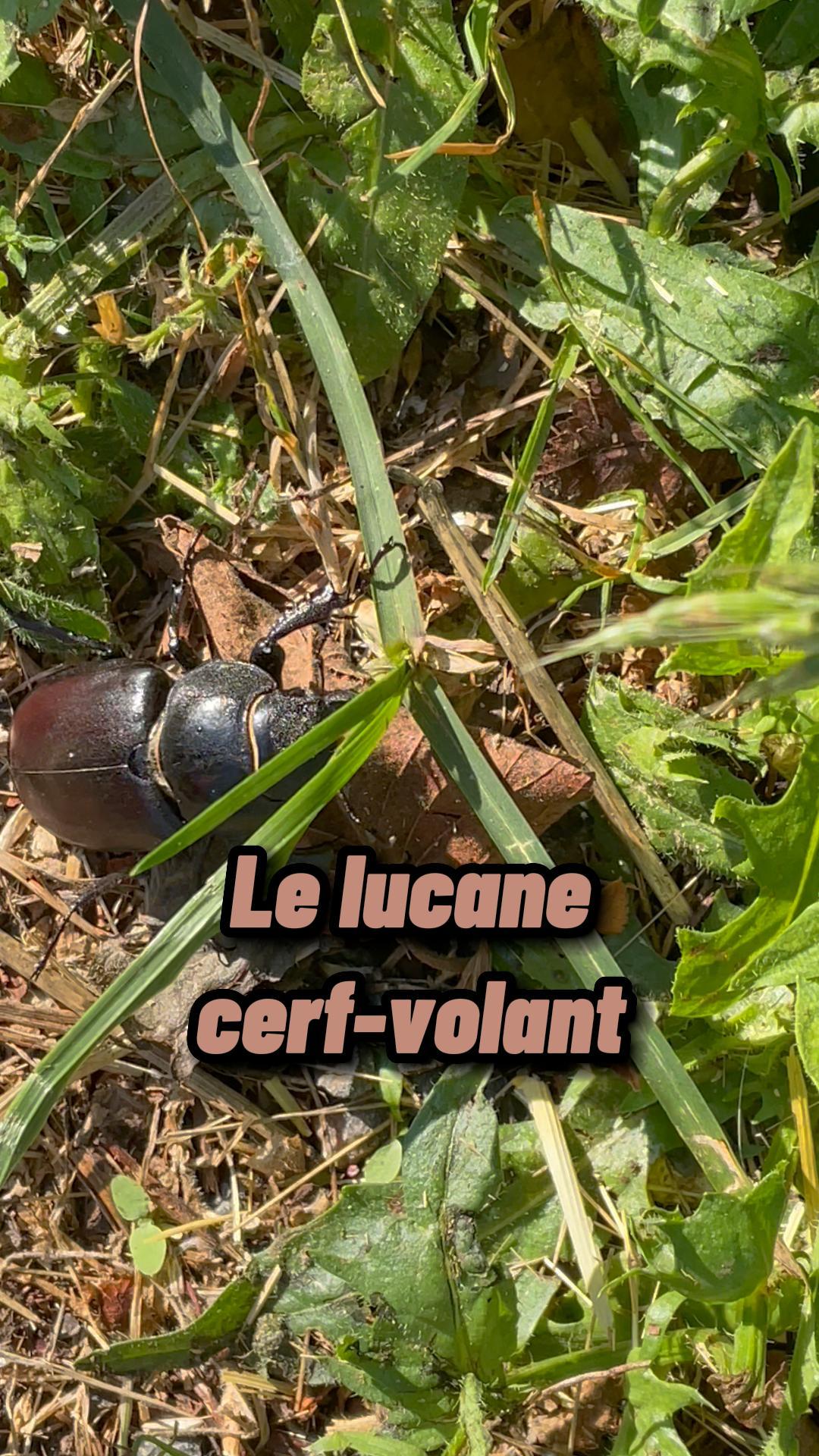 Le lucane cerf-volant est le plus gros coléoptère d’Europe