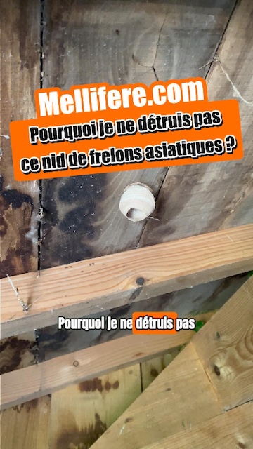 Pourquoi je ne détruis pas immédiatement ce nid de frelon asiatique ?