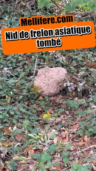 La vidéo Nid de frelons asiatiques tombé avec la tempête de Mellifere.com
