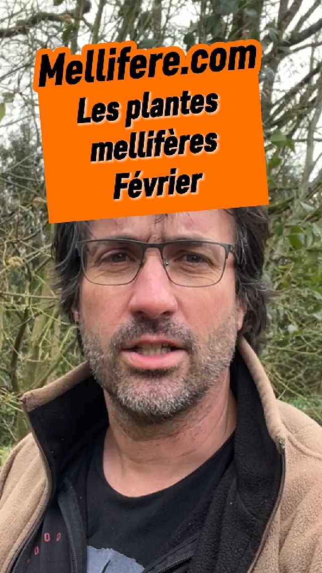 La vidéo Toutes les plantes mellifères de février au jardin de Mellifere.com