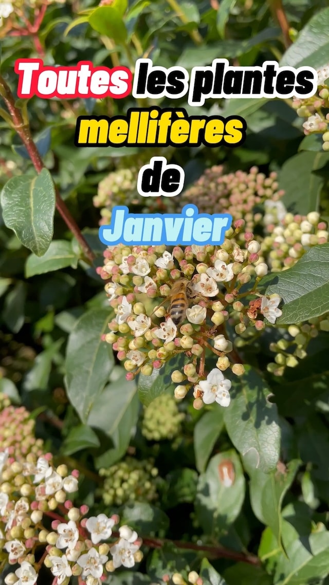 Toutes les plantes mellifères de janvier