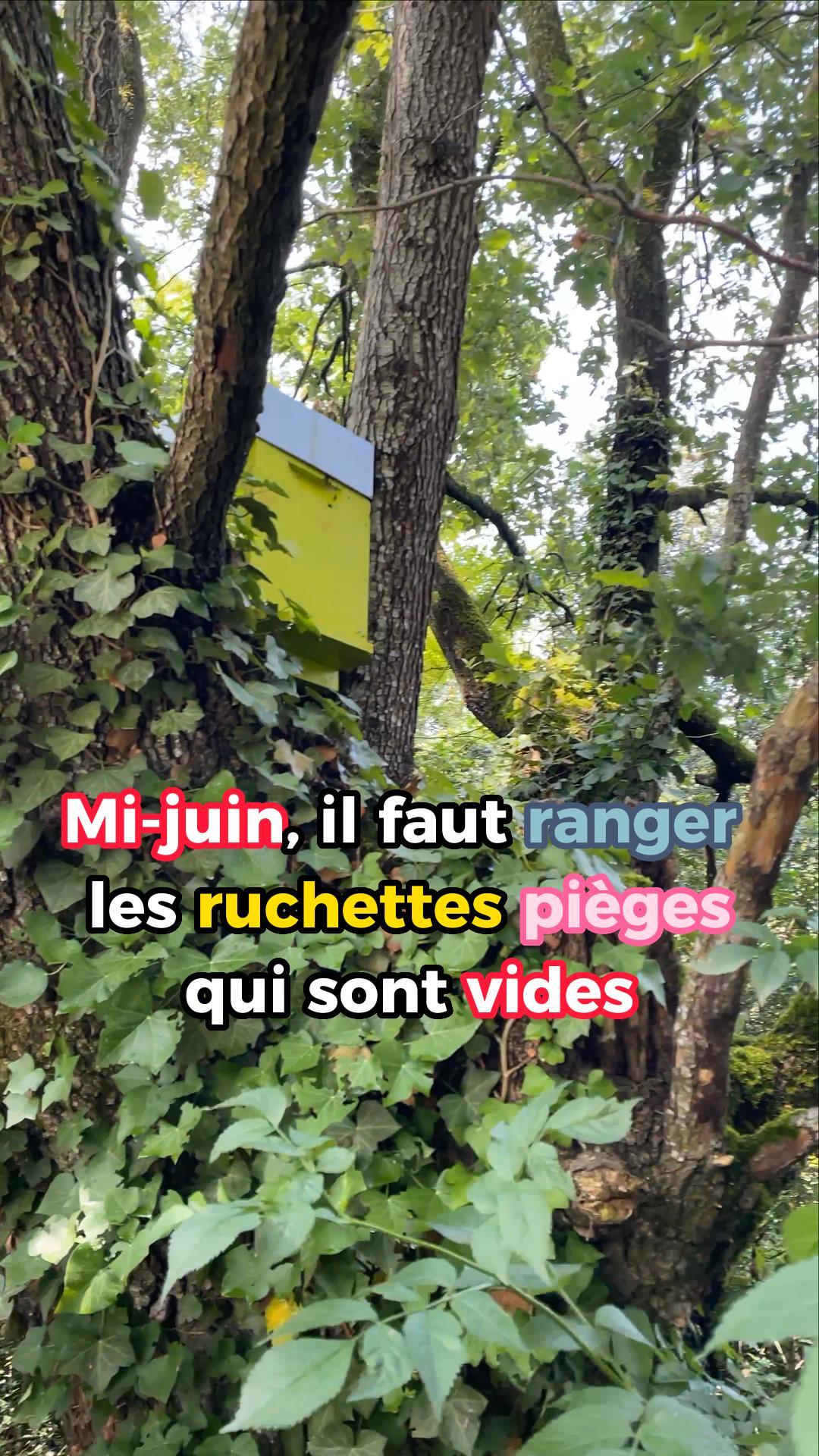 Mi-juin, il faut ranger les ruchettes pièges