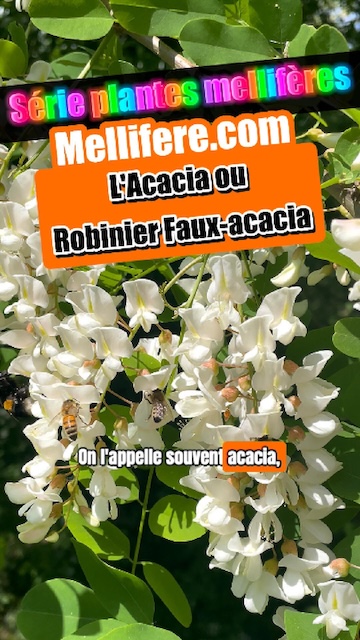 Le robinier faux acacia