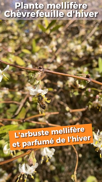 Le chèvrefeuille d'hiver, arbuste mellifère et parfumé de l'hiver