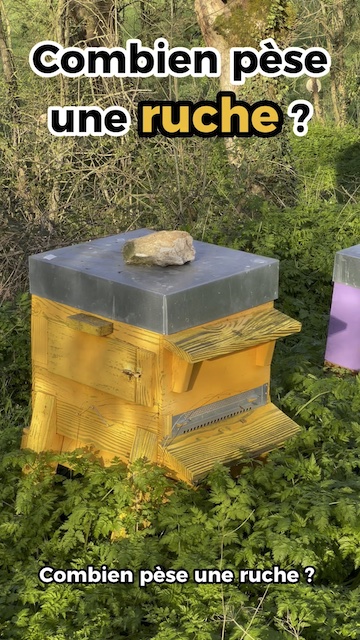 La vidéo Combien pèse une ruche ? de Mellifere.com