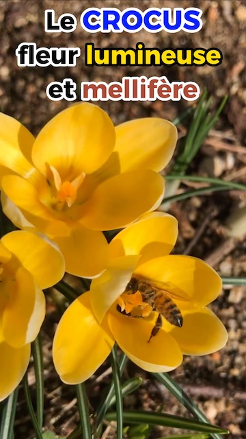 Le crocus, fleur lumineuse et mellifère