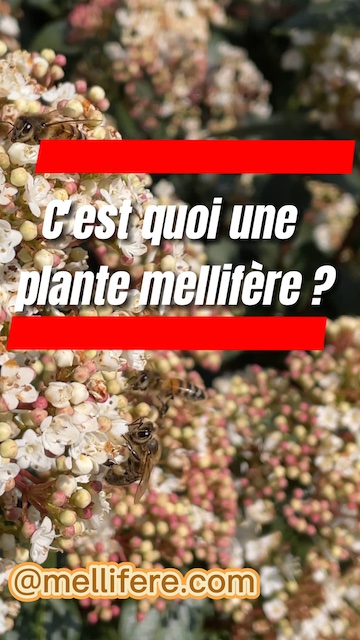 La vidéo Plante mellifère : tout savoir en moins de 45 secondes de Mellifere.com