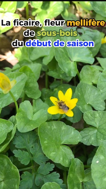 La vidéo La ficaire, la fleur mellifère de sous-bois du début de saison de Mellifere.com