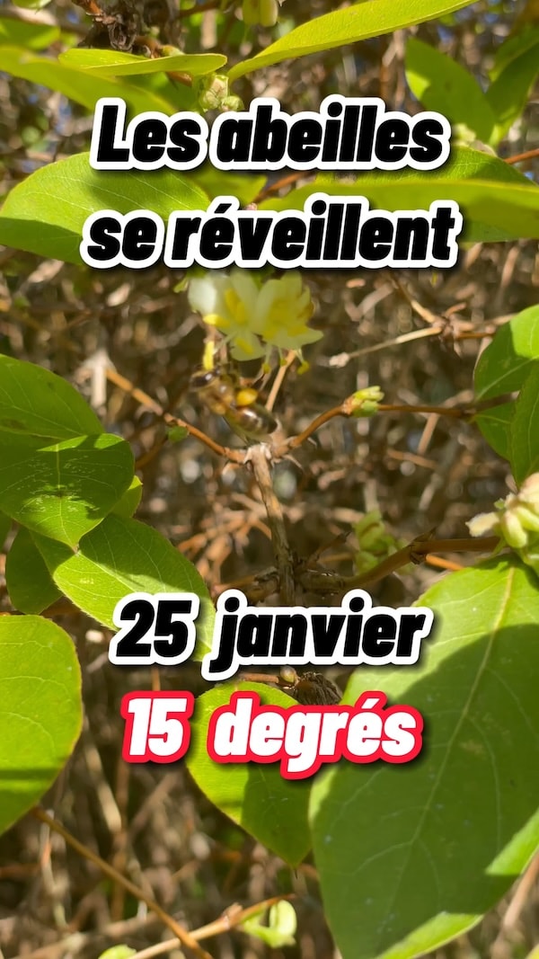 Janvier 2024, les abeilles se réveillent