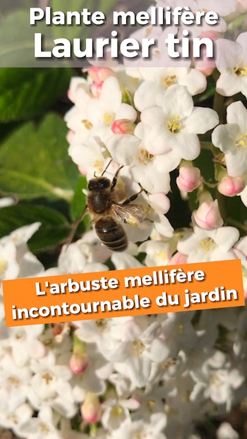 La vidéo Laurier tin, l'arbuste mellifère incontournable des jardins de Mellifere.com