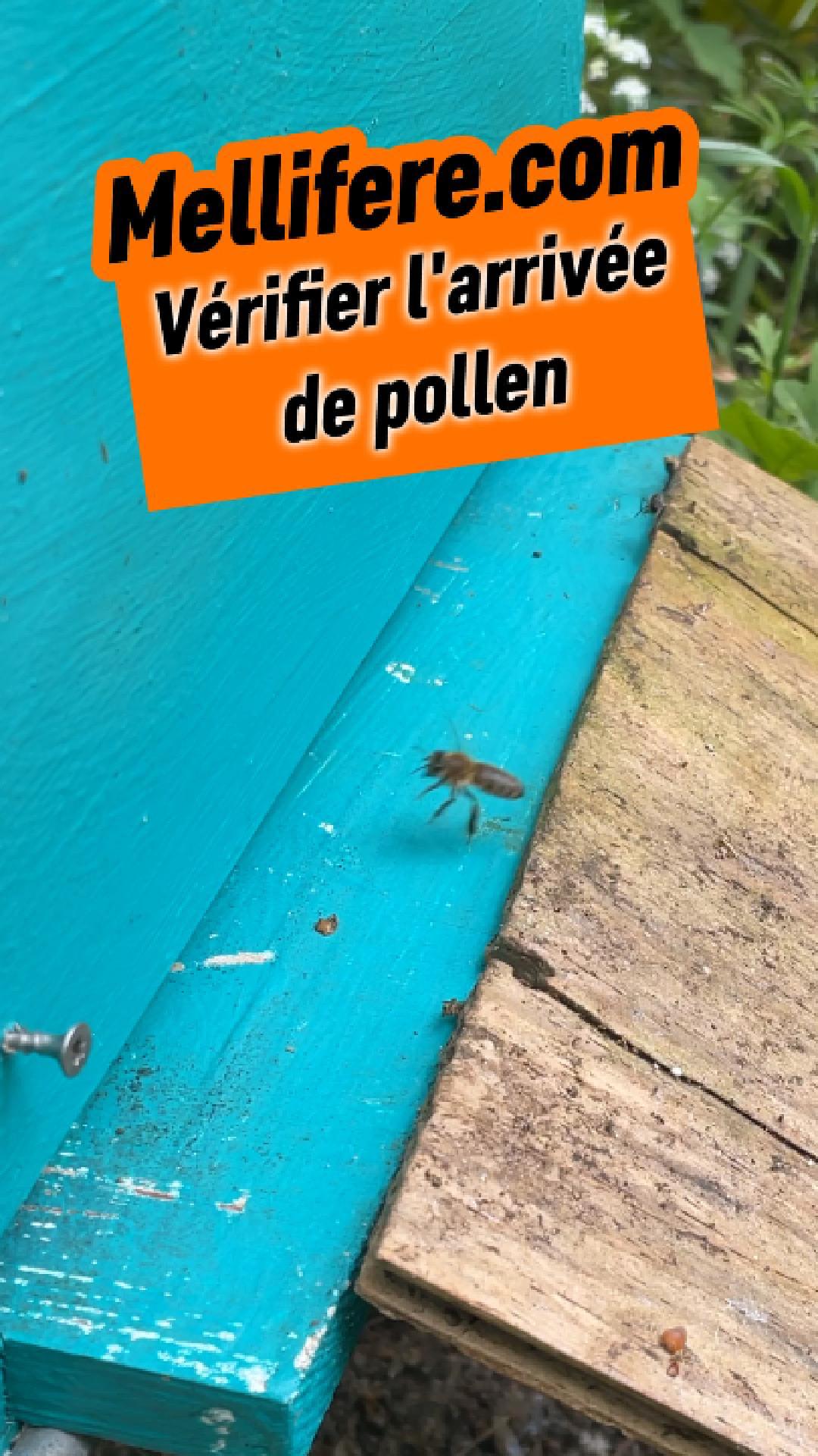 Vérifier arrivée du pollen sur les nouveaux essaims