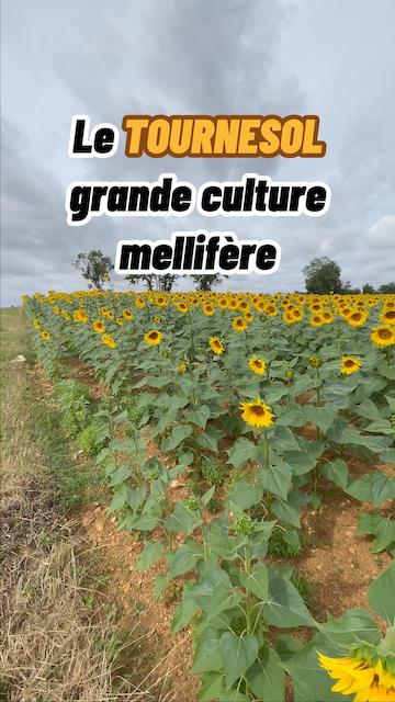 La vidéo Le tournesol est la dernière grande culture mellifère de l’année de Mellifere.com