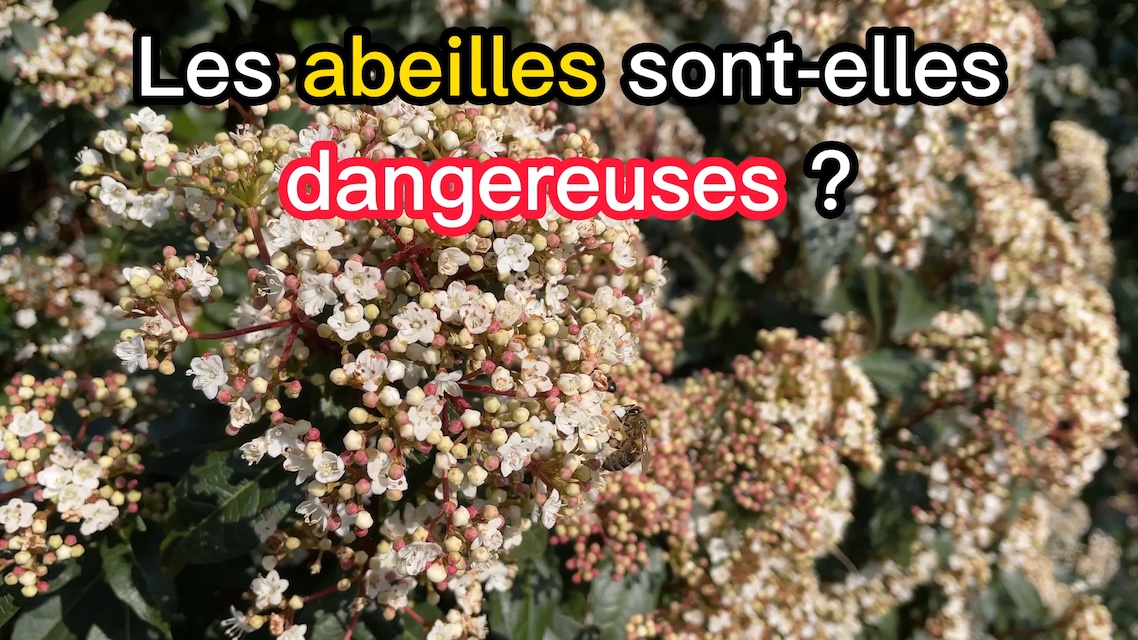 La vidéo Les abeilles sont-elles dangereuses ? de Mellifere.com