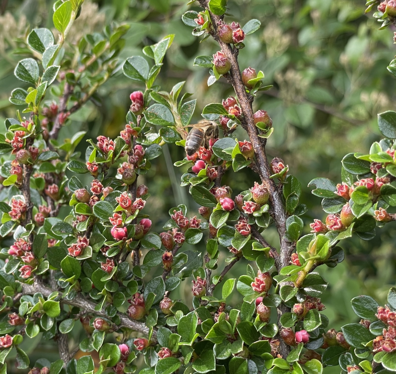 Abeille butinant le cotonéaster en juin ©Mellifere.com