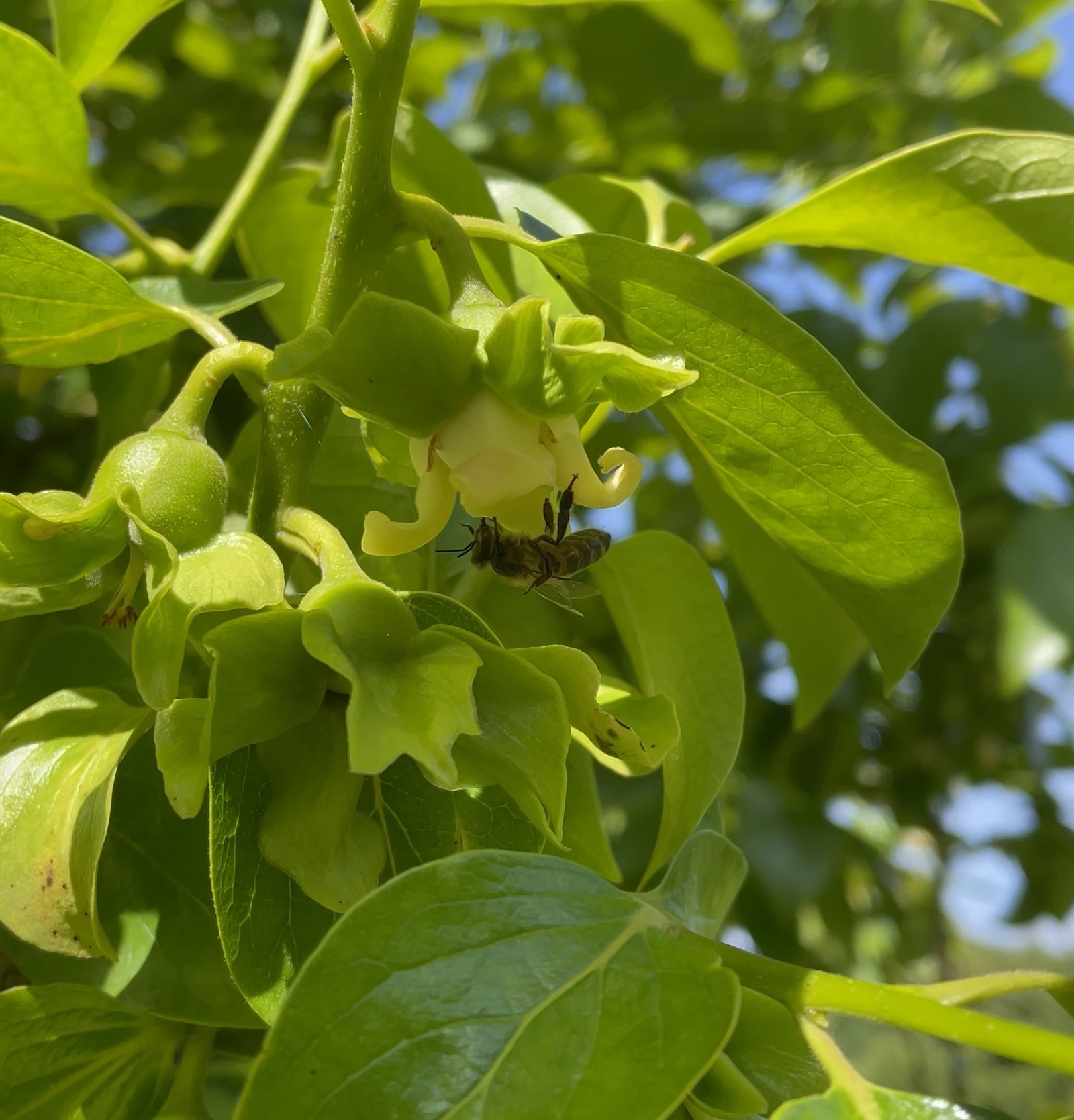 Une abeille a trouvé un fleur discrète de kaki ©Mellifere.com