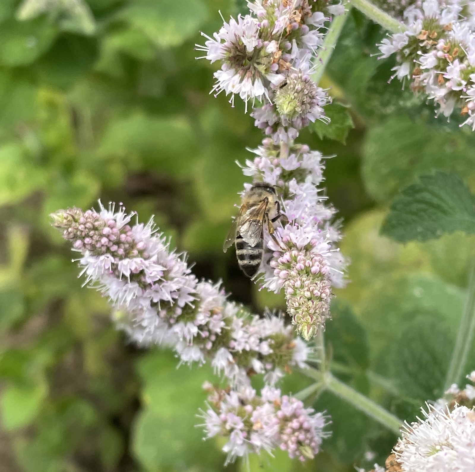 Une abeille domestique visite les fleurs de la menthe ©Mellifere.com