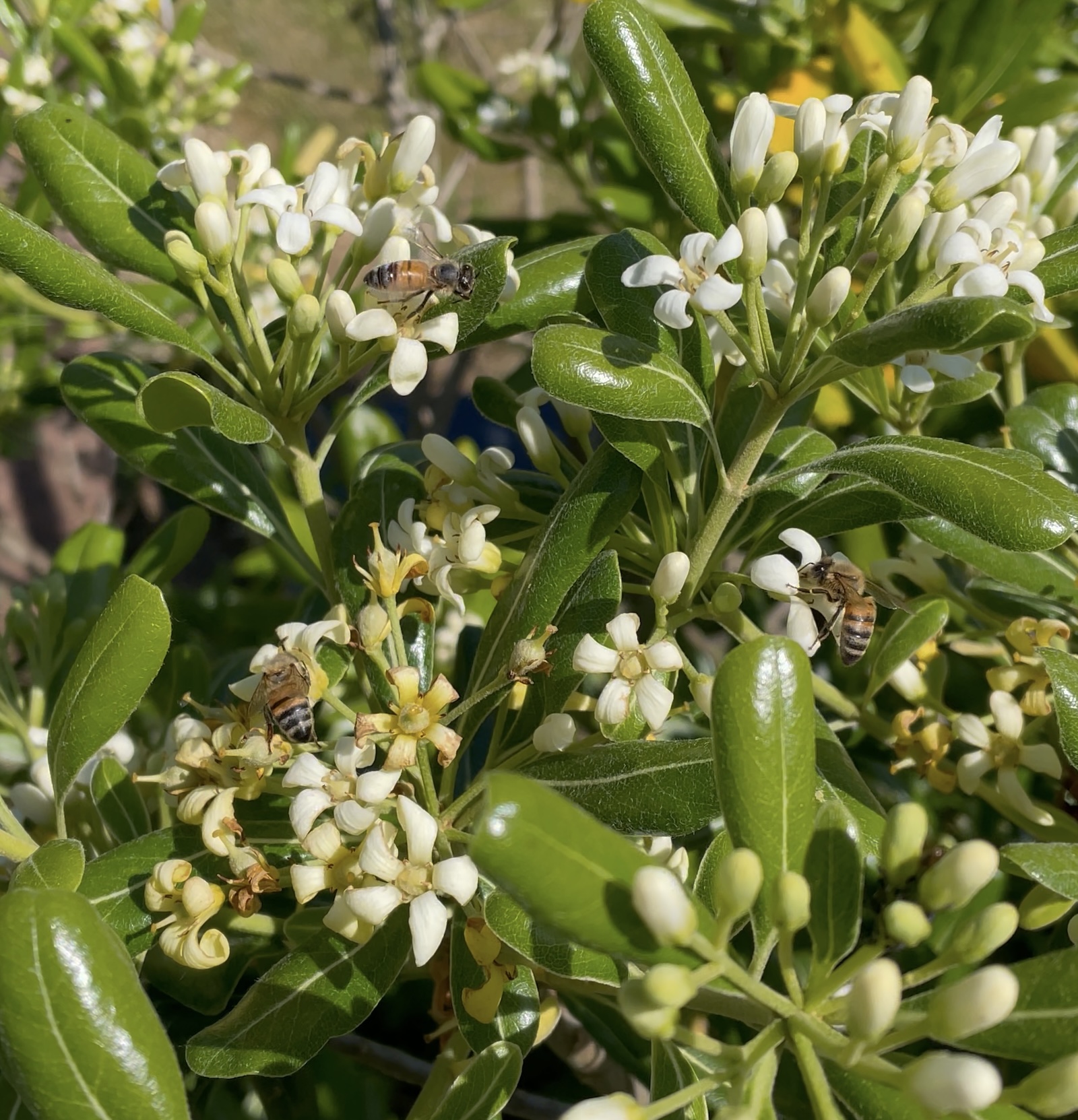Les abeilles sont friandes du nectar de l'Oranger de Chine ©Mellifere.com