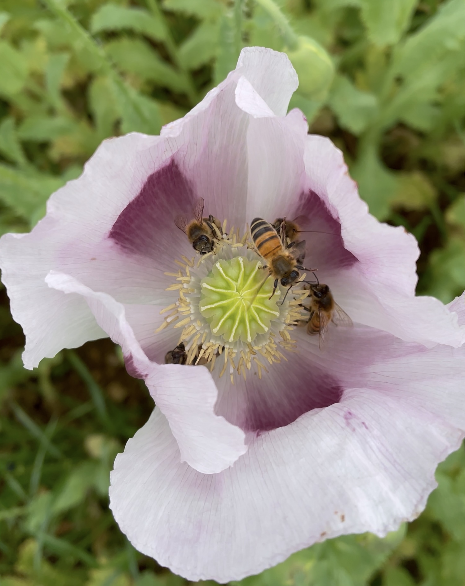 Le pavot somnifère est très attractfs pour les abeilles ©Mellifere.com