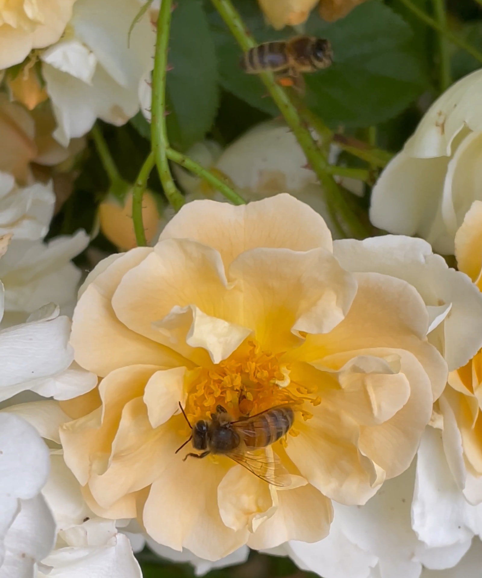 Abeilles attirées par le pollen du rosier musqué ©Mellifere.com