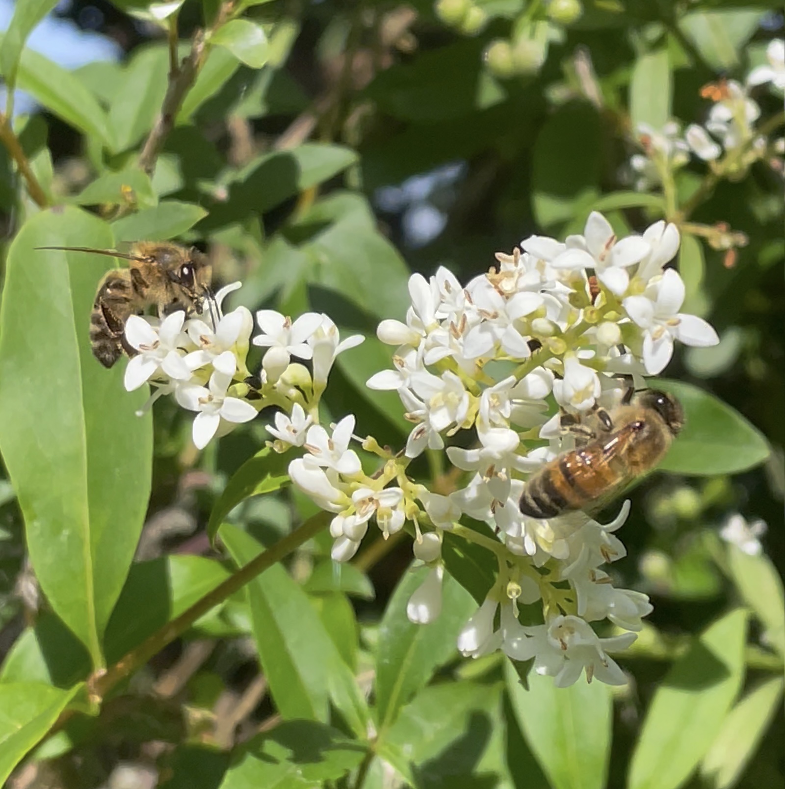 Les abeilles apprécient les fleurs de troène ©Mellifere.com