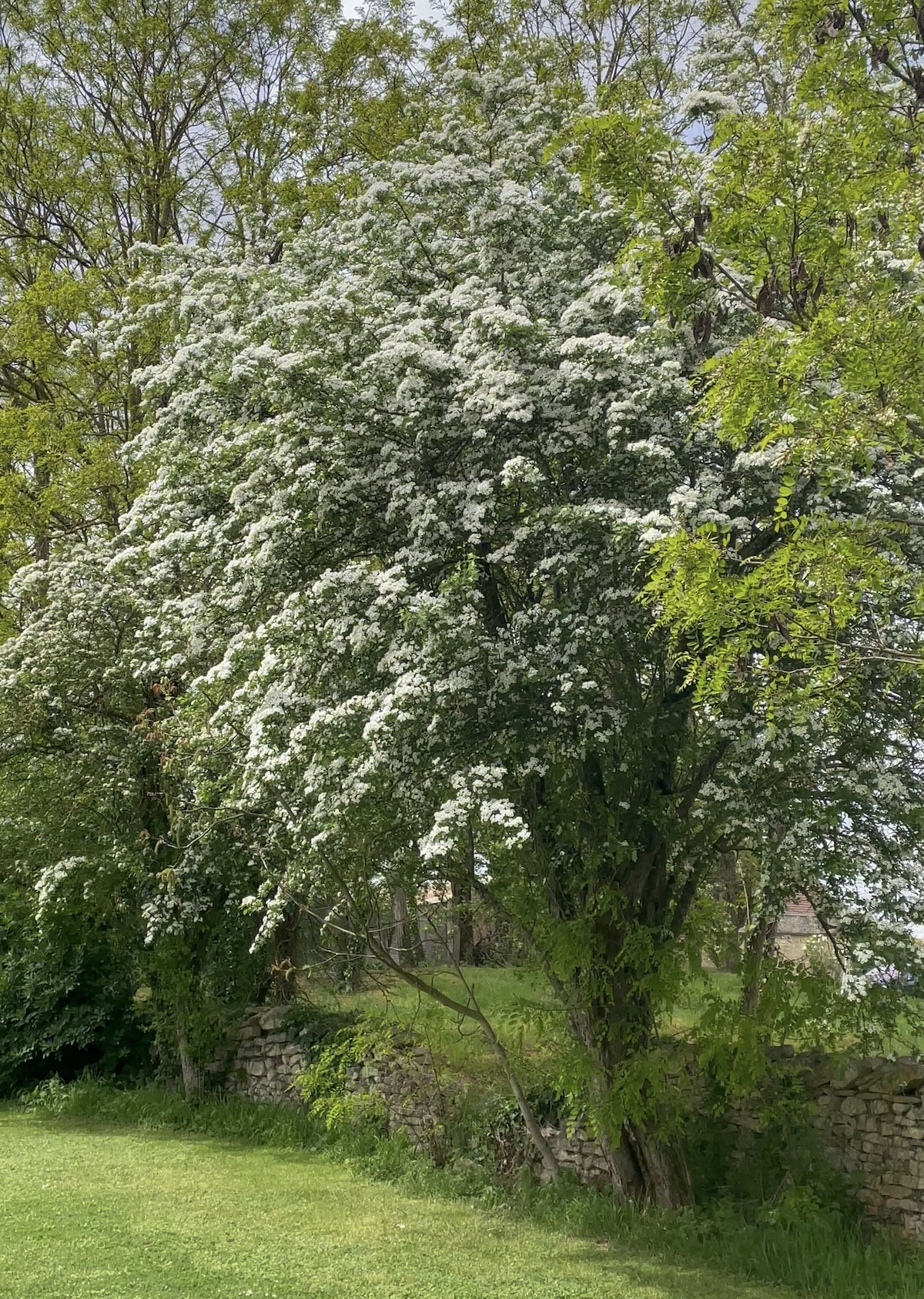 Une aubépine en fleur en avril ©Mellifere.com
