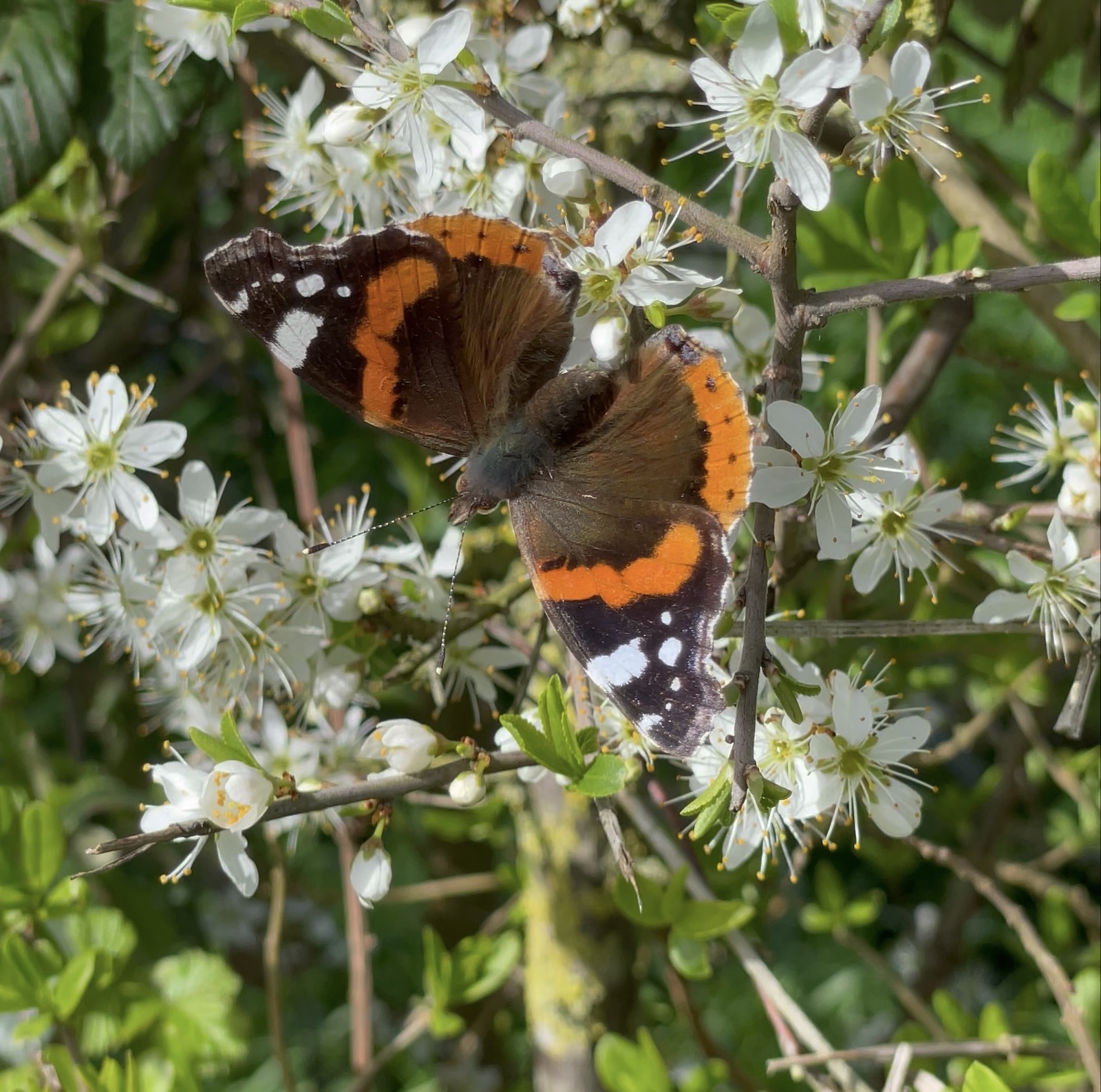 L'aubépine attire tous les pollinisateurs. Ici un papillon vulcain. ©Mellifere.com