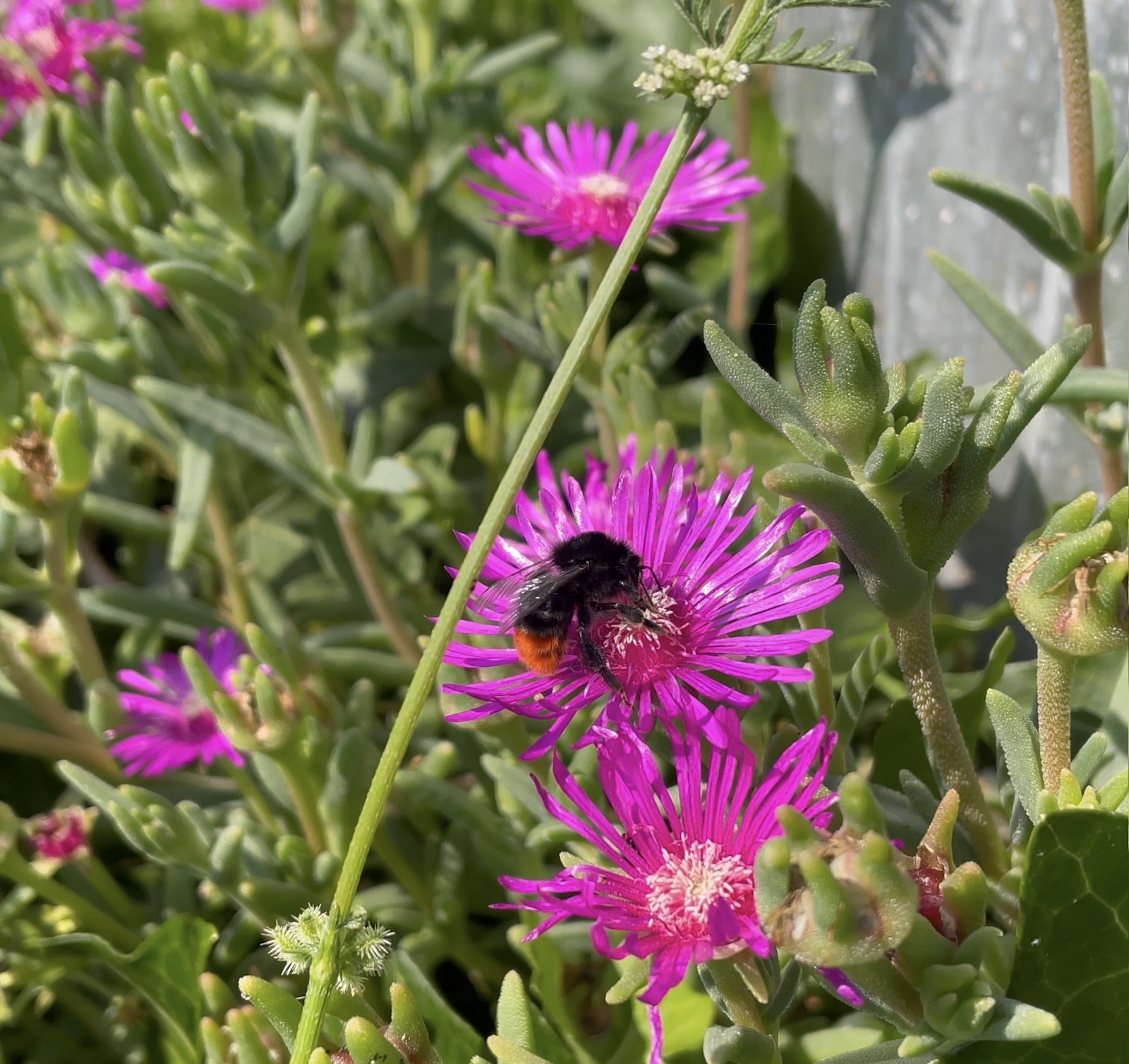 Le bourdon des pierres aiment le pourpier qui s'implante par bouture au pied de son pot ©Mellifere.com