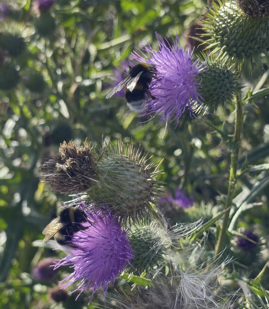 Bourdons sur fleurs de chardons ©Mellifere.com