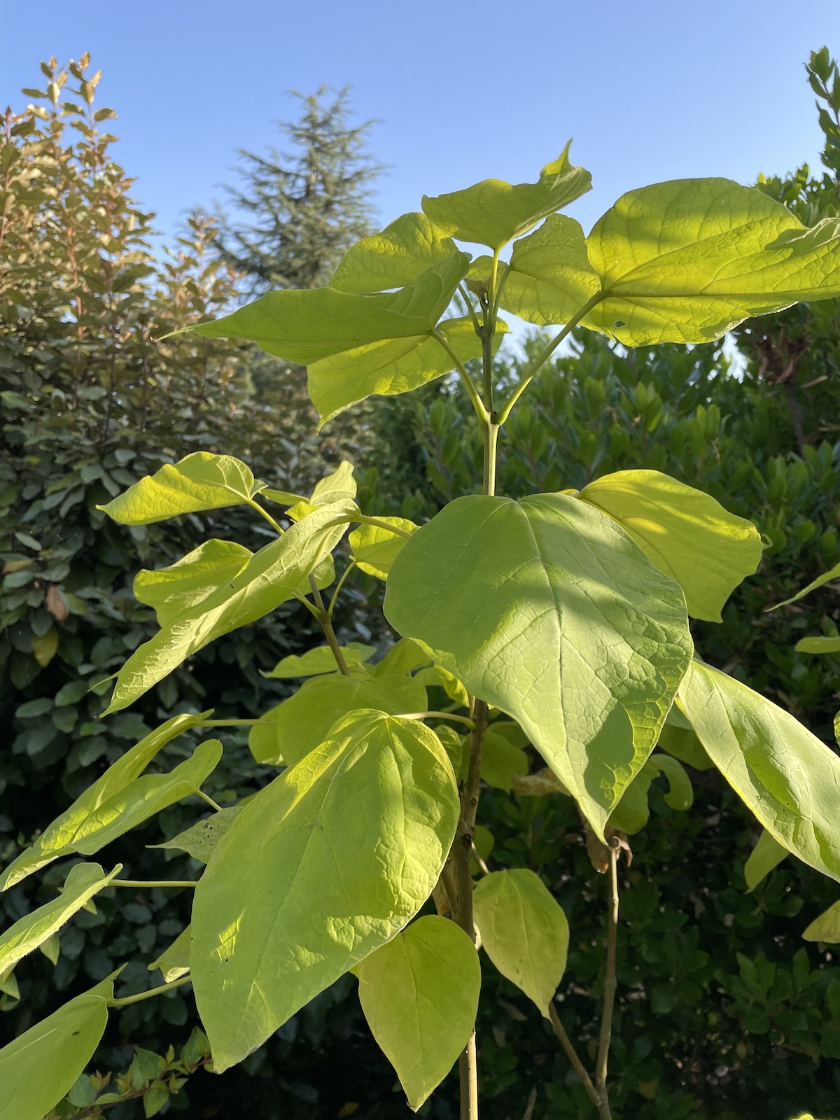 Un jeune plan de catalpa et ses grandes feuilles ©Mellifere.com
