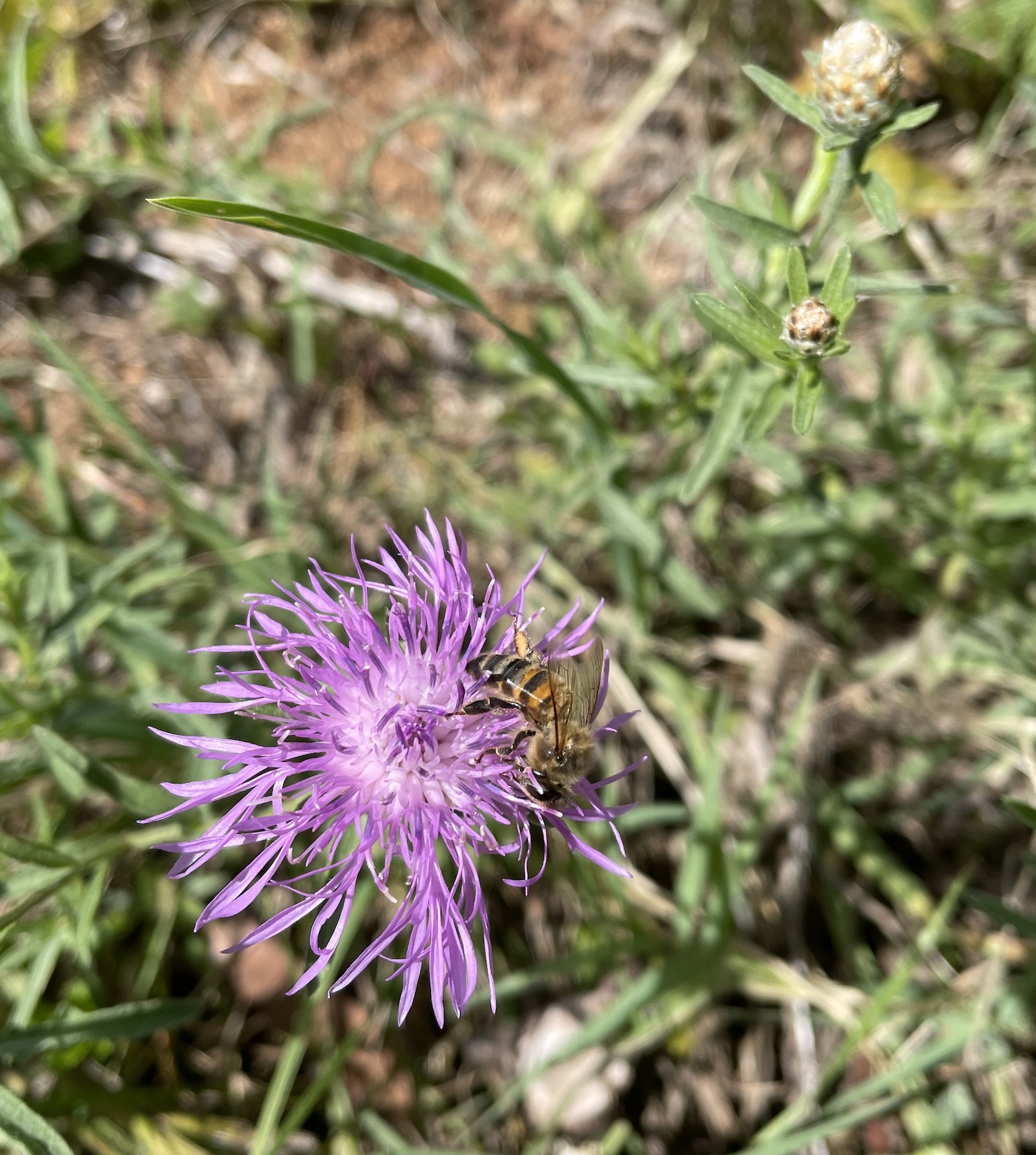 Une abeille butine une fleur de centaurée ©Mellifere.com