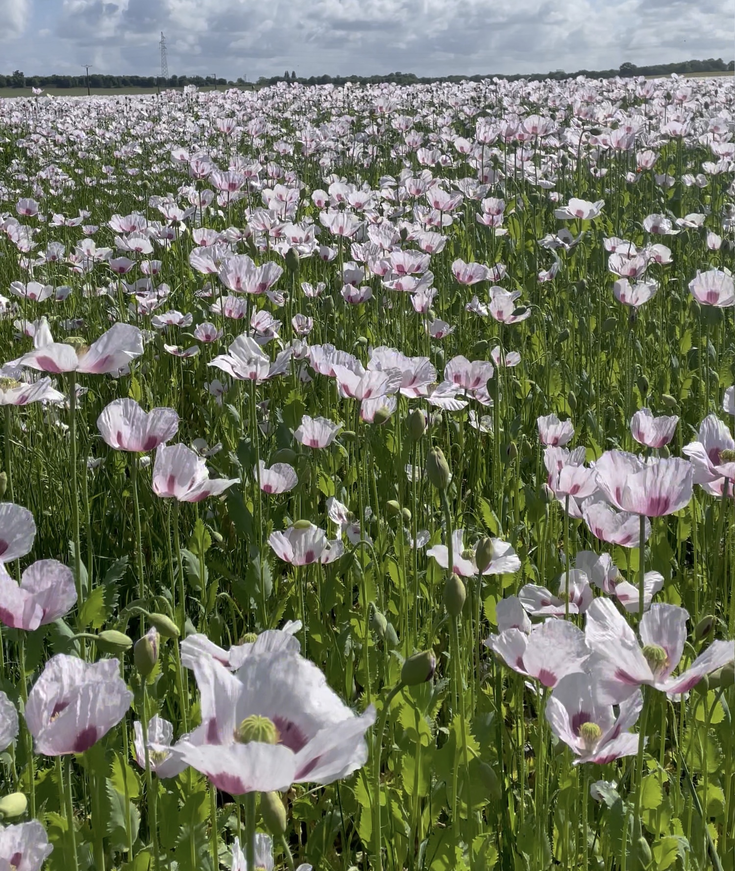 Un champ de pavot somnifère en pleine floraison ©Mellifere.com