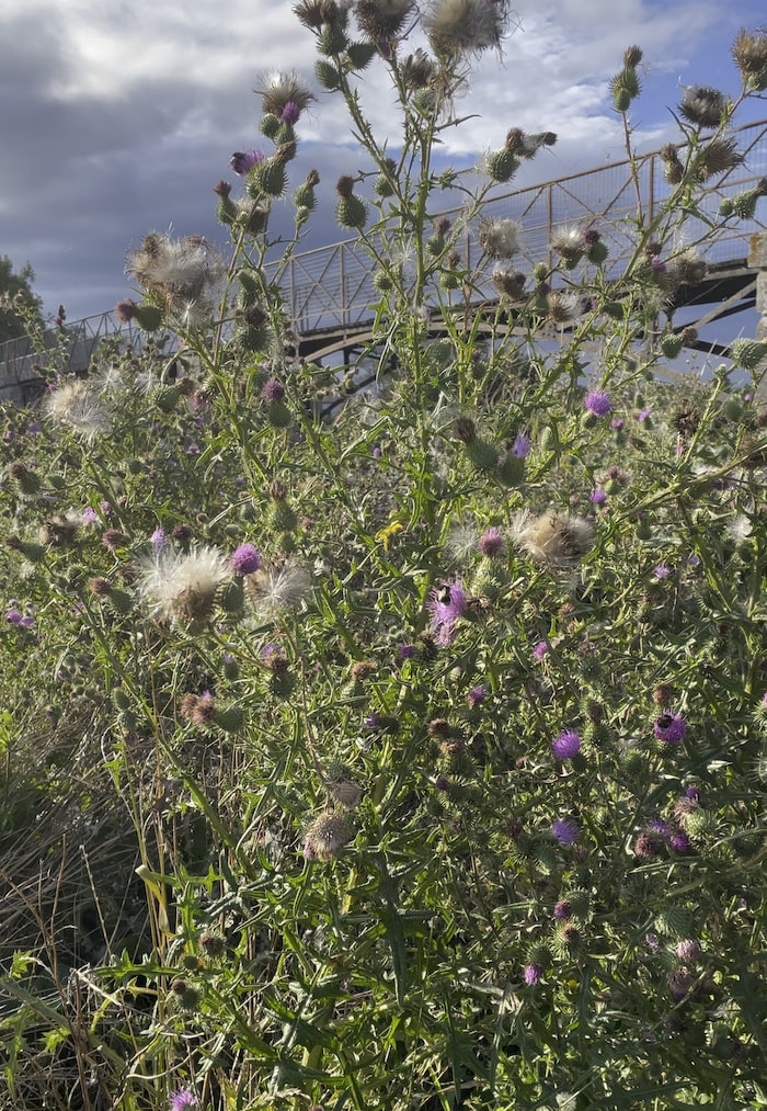 Chardon en fleur et en graine en bordure de rivière ©Mellifere.com