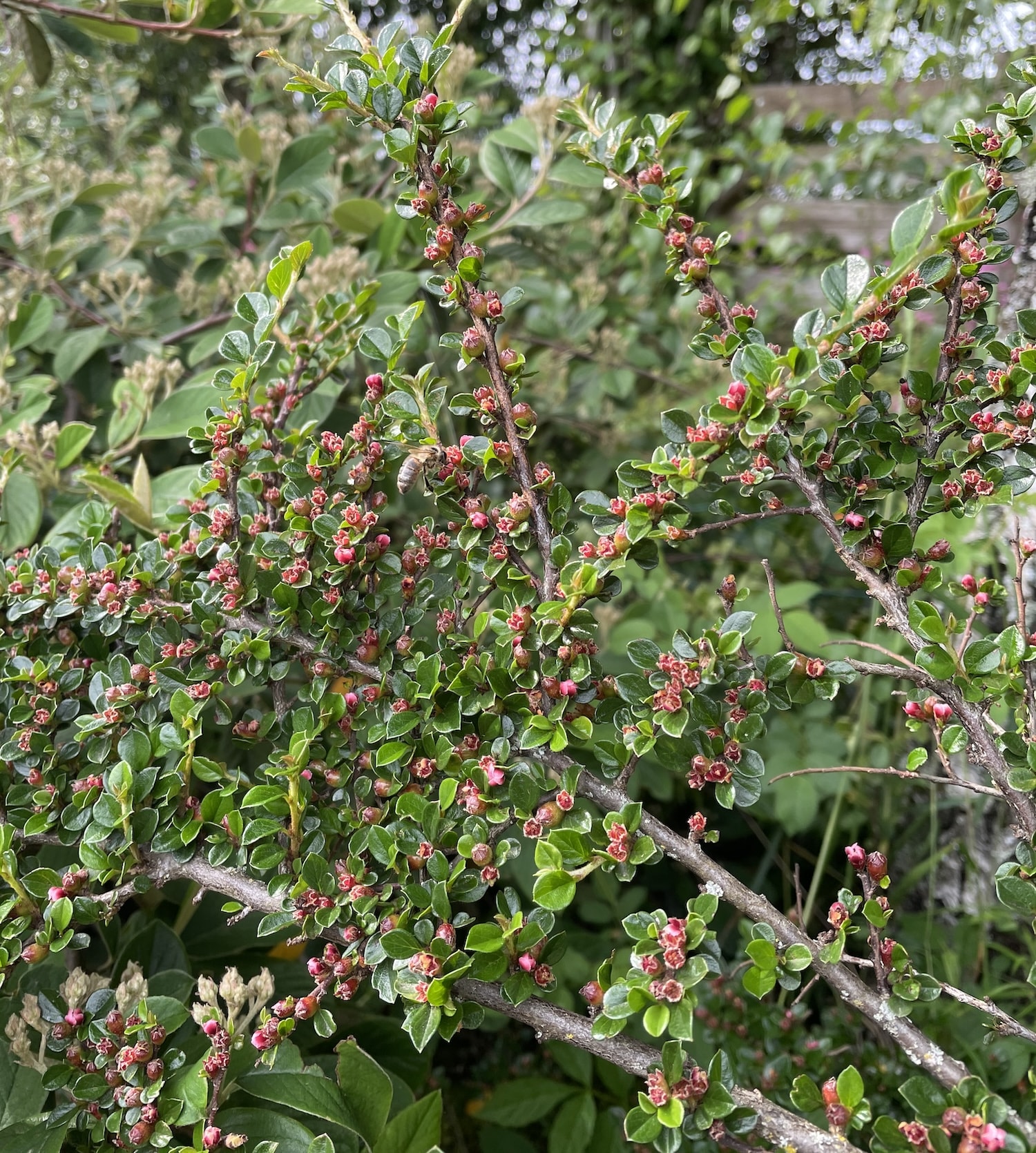 Cotonéater en fleurs ©Mellifere.com