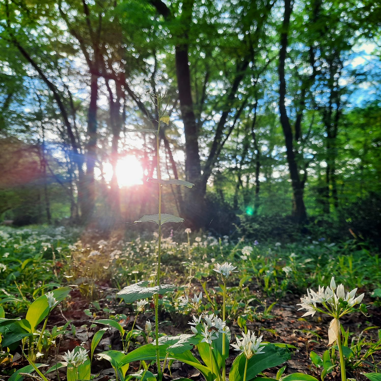 Un parterre d'ail des ours en forêt ©misscakecanalblog