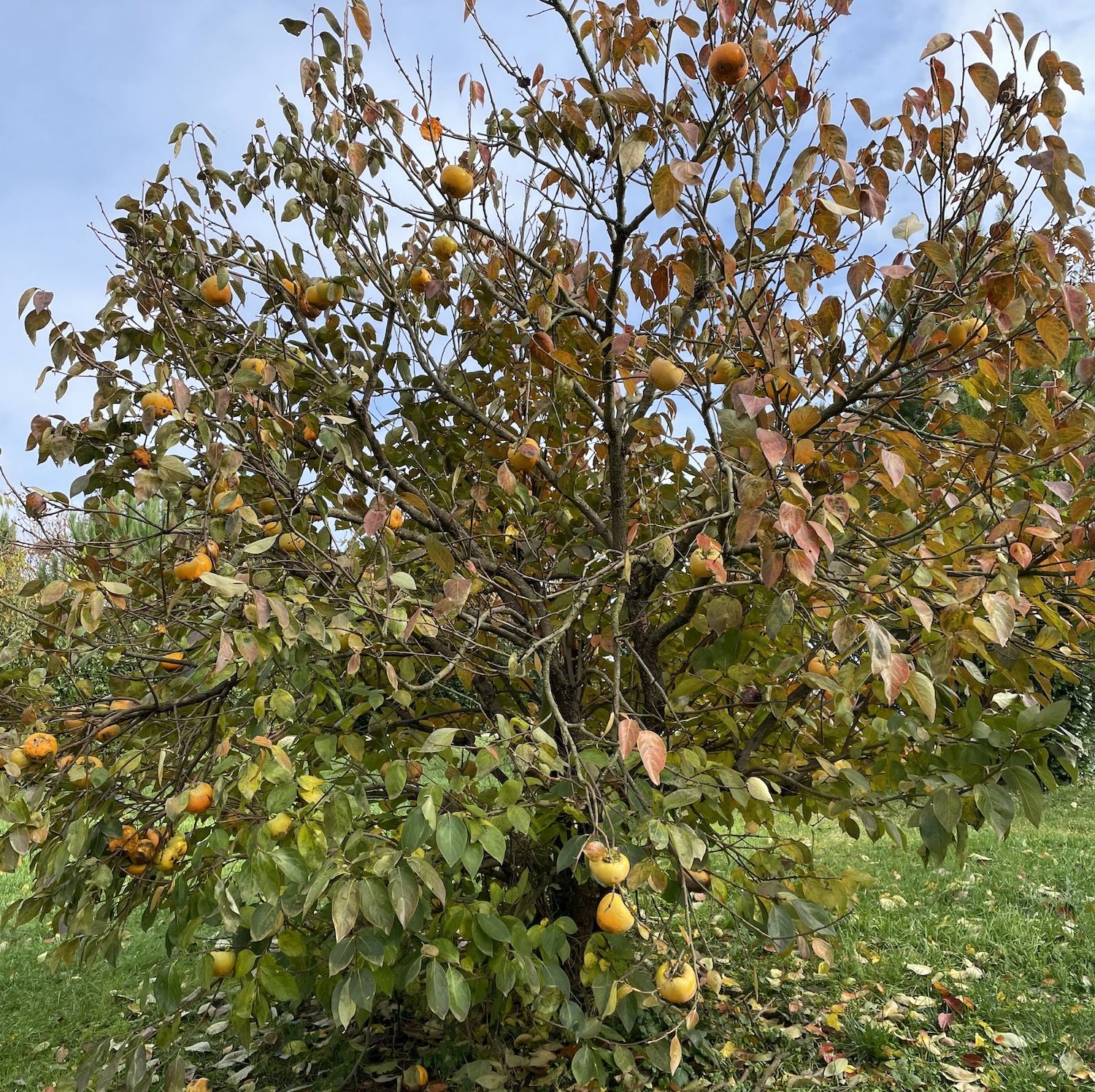 Un kaki avec ses fruits en automne ©Mellifere.com