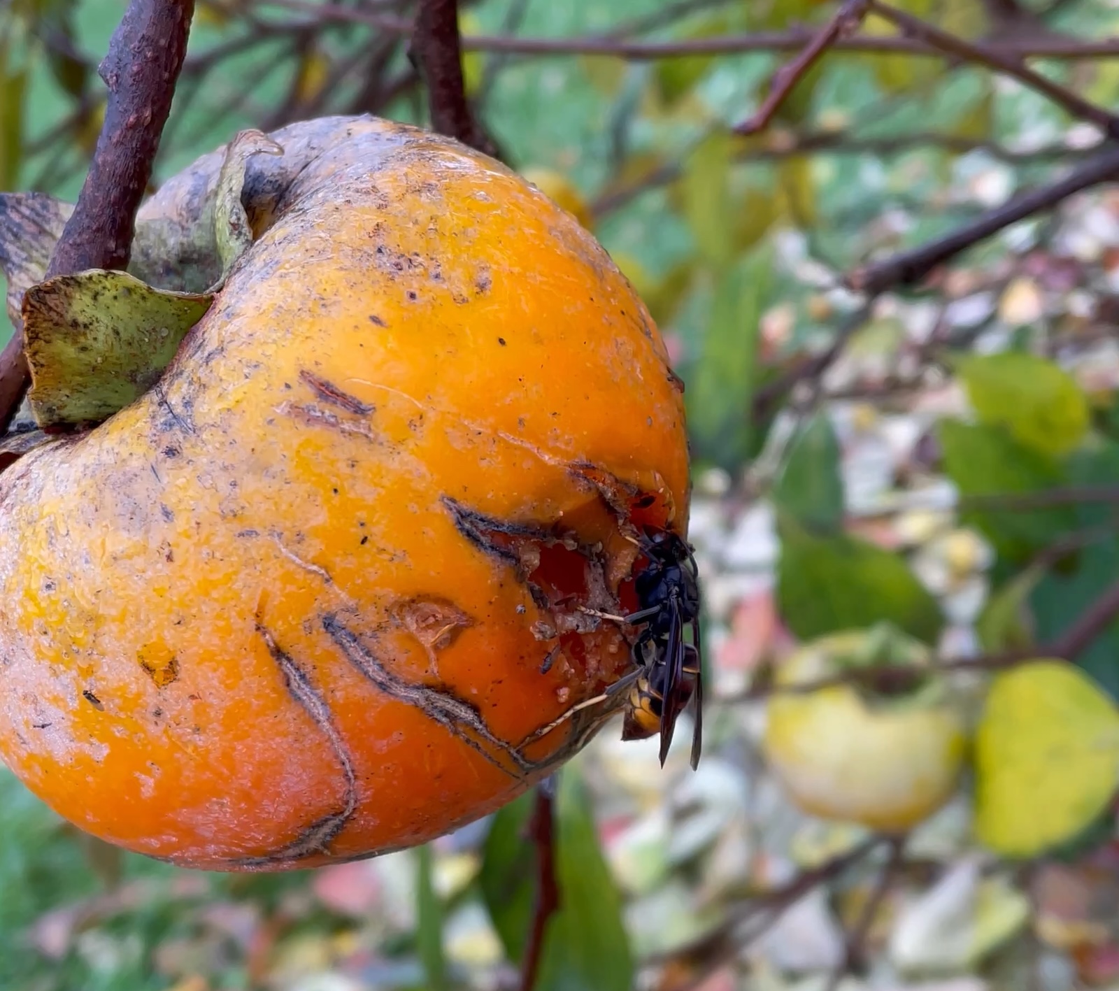 Les frelons asiatiques mangent les fruits mûrs du kaki ©Mellifere.com