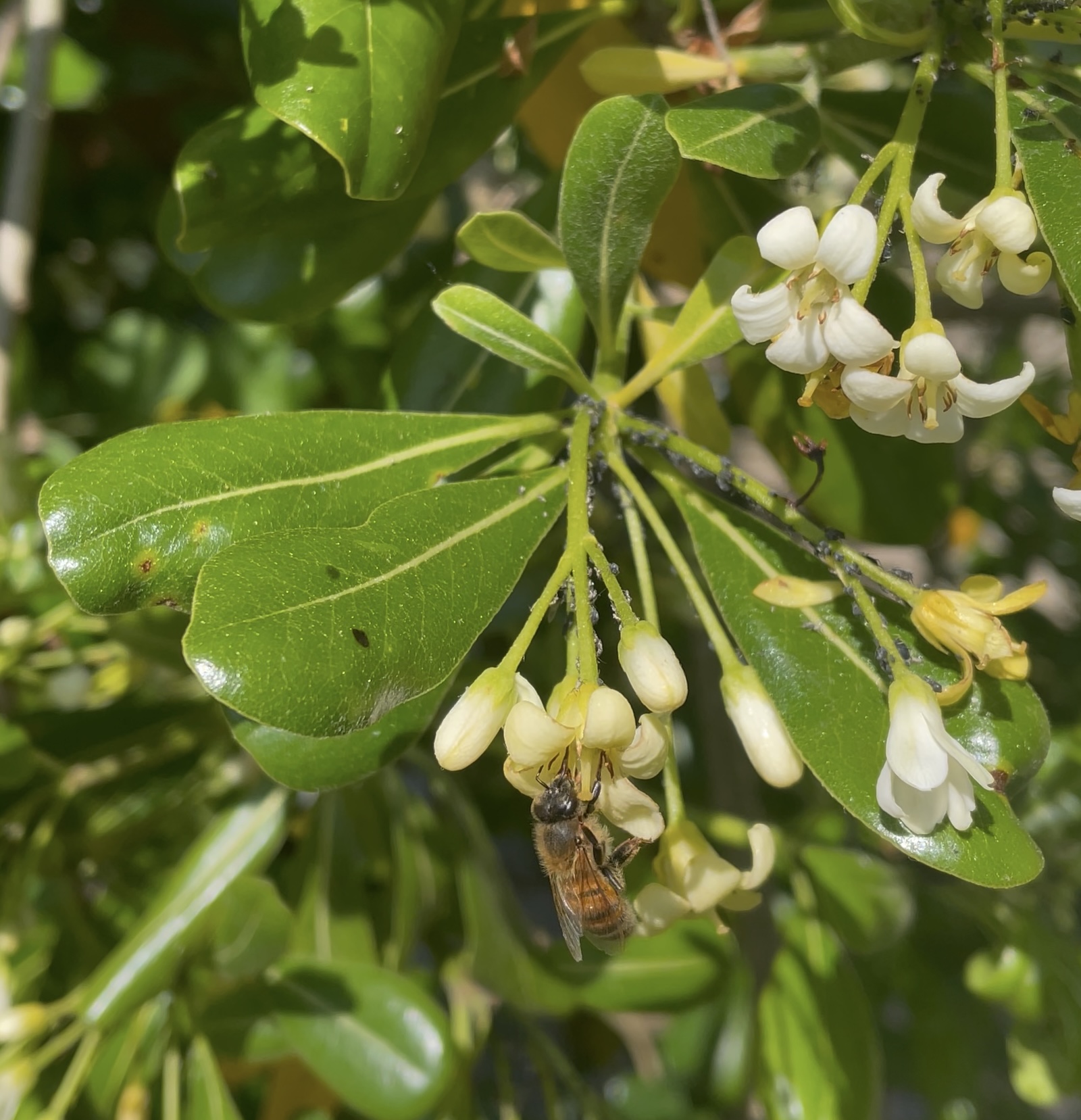 La langue d'une abeille dans la fleur d'un Oranger de Chine ©Mellifere.com