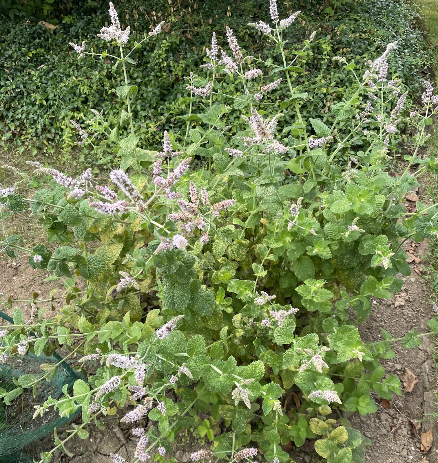 Un pied de menthe en fleur dans un potager ©Mellifere.com